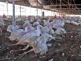 香港发现死鸡感染禽流感--中国广播网 中央人民